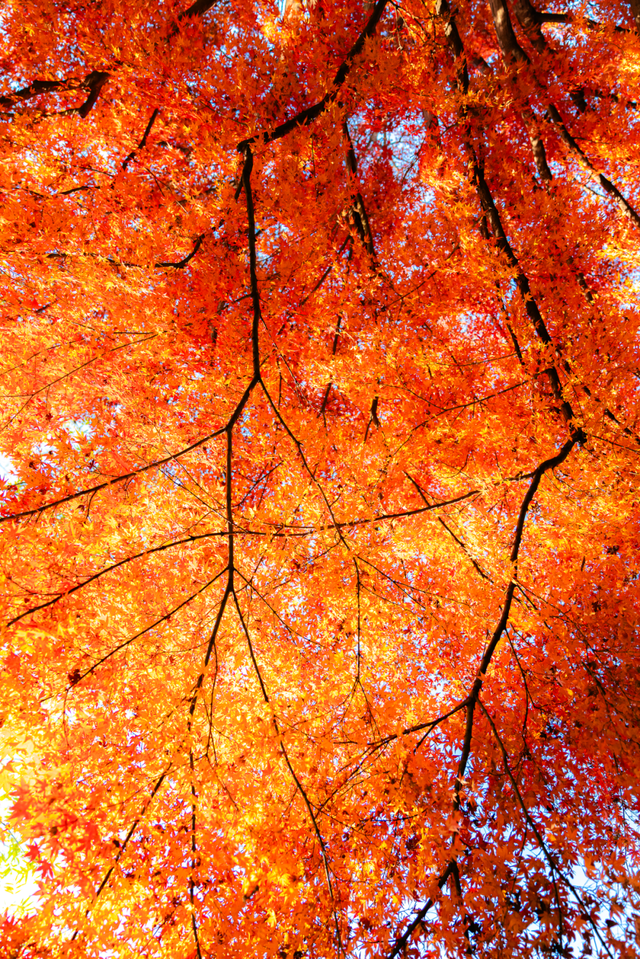 红红红红！红“枫”了！