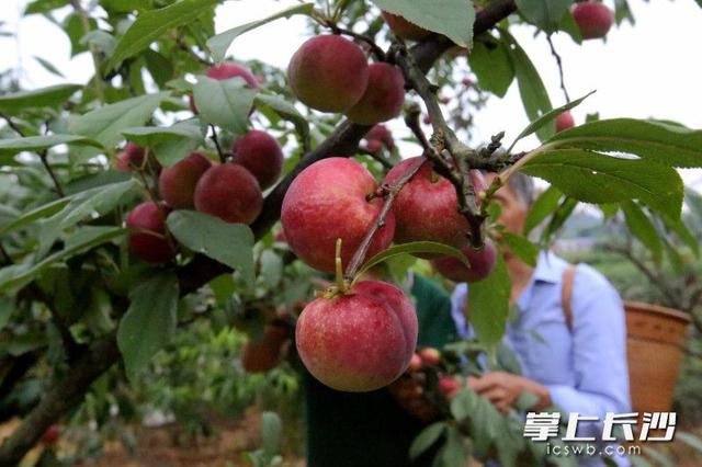 风裹竹香水带甜，在大围山寻一份盛夏清凉