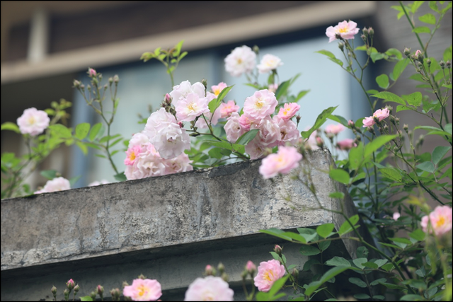 黄山屯溪区：蔷薇花满墙 尽览好风光