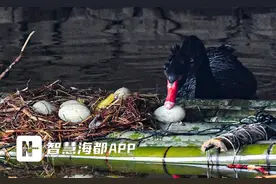 别惹“鹅”家人！黑天鹅妈妈要生宝宝了，它们的情绪……图片