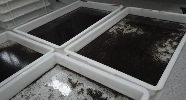 “以蚊治蚊”安全性引发关注