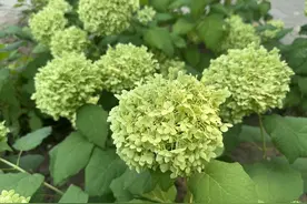 燕都新趣|缤纷绣球营造浪漫花海图片