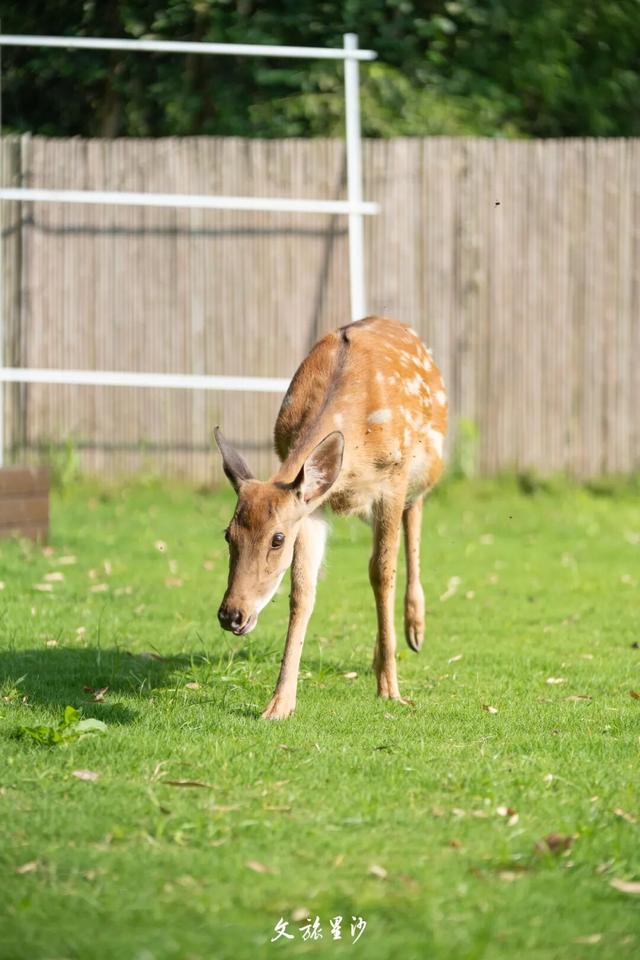 周末放晴！来长沙县这些地方“撒欢”吧！
