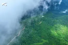 捡菌子要先拍拍它的菌伞，原来是有讲究的图片