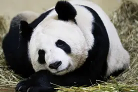 英媒：英国唯一一对大熊猫“阳光”和“甜甜”今日启程回国图片