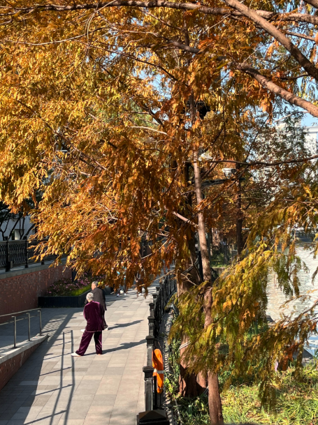 美翻了！苏河湾“红枫天桥”上线！更多金色、橙色、赭红色正在路上……来看↗