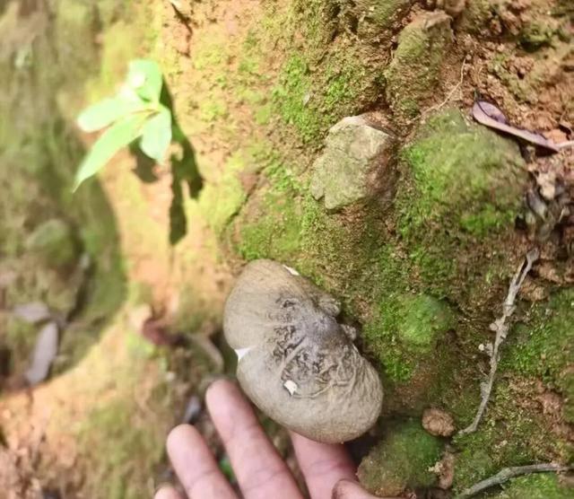 多少打工人，靠周末上山采菌子回血充电