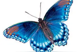 我们为什么要关心蝴蝶？图片