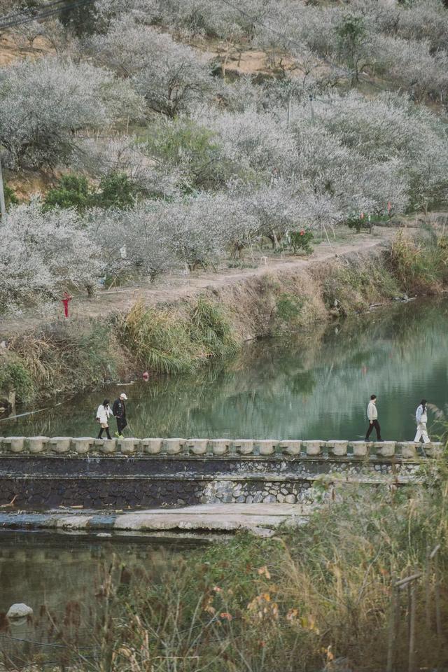 赏梅直奔福州这里，这片“雪海”太惊艳了！