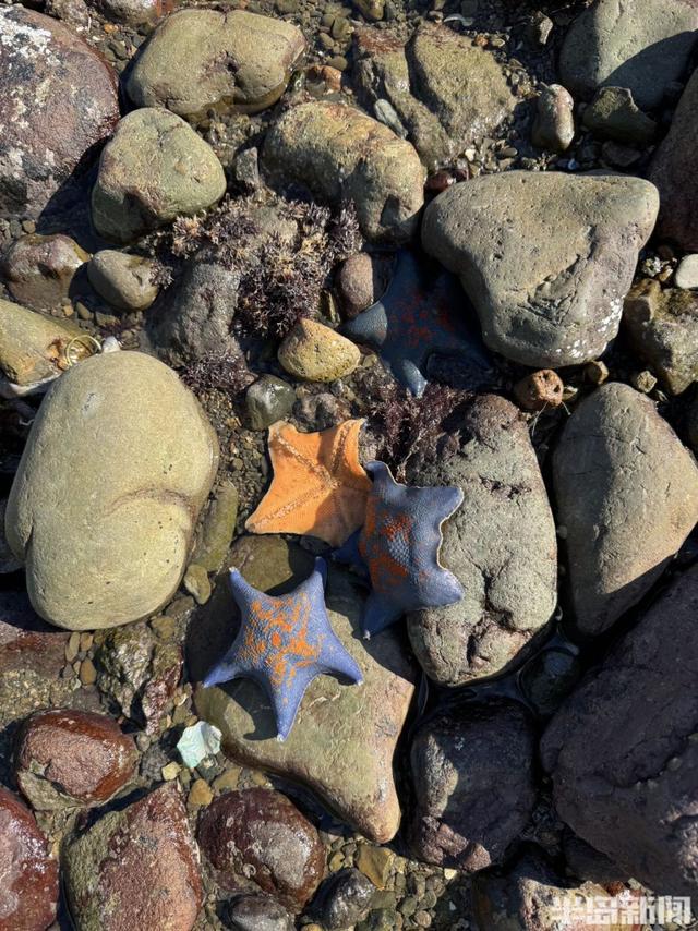 青岛宝藏海岛｜游客爆炸式增长，昔日偏远小岛变身旅游胜地