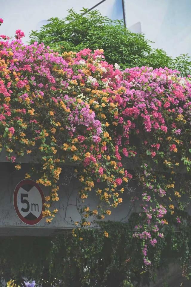 11月的浪漫被TA承包了！南宁“空中花桥”火了，秒变童话世界