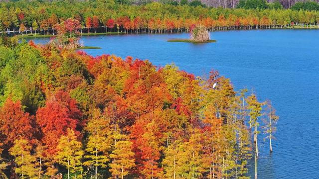 合肥滨湖国家森林公园千亩红杉林进入最佳观赏期