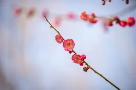 临沂：梅花初绽俏枝头图片