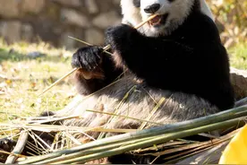 水韵江苏“慢”游记|从世博园林到茶山云海，在动人仪征遇见一座城的温柔图片