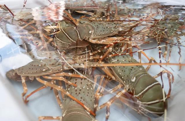 广州清平市场 花胶 2026年广州清平鱼胶批发市场