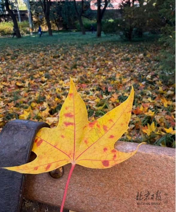 秋色不等人！北京彩叶树变色率播报（2025.11.10）