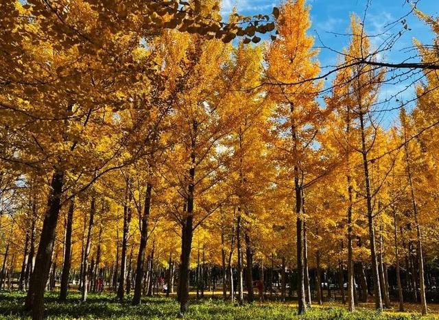 别错过！济南公园景区最美落叶景观仍“在线”