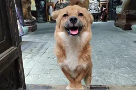 女子浙江古镇玩遇到会揽客的狗狗，网友大呼加鸡腿，主人：一定加图片