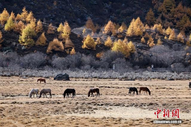 稻城亚丁秋色美
