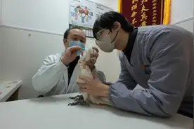 新华视点·关注宠物经济｜宠物医疗为何频现“糊涂账”？图片