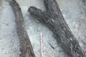 从杨梅古树谈起图片