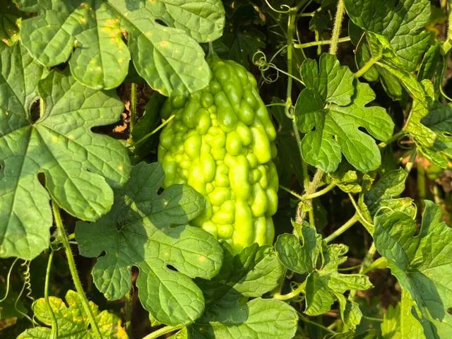 视觉增城｜“果”然有趣！快来正果邂逅甜蜜“丰”景