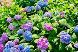 一眼心动的“多巴胺”配色，夏日顶流绣球花观赏点位上新啦→图片