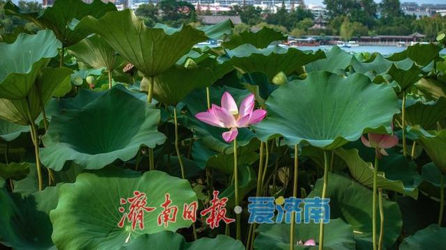 一年四季 泉在济南丨大明湖秋日荷塘：藏着泉城的专属诗意