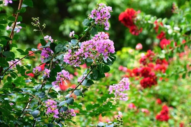 凭实力出圈！静安这座“宝藏公园”获国家级“儿童友好”认证！树屋、滑梯、秋千……太好玩啦