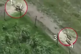 狼来了！印度村庄遭群狼袭击致9人遇害图片