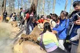 结束首次“出差”，北京野生动物园迎接网红水豚“回家”图片