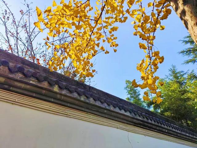 温县，一韵冬色，尽藏美好！