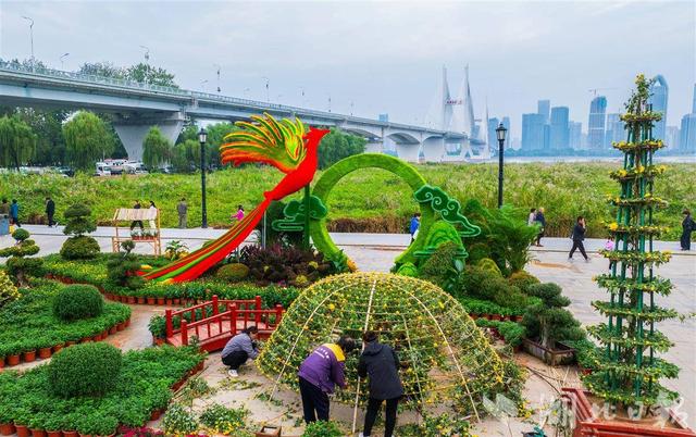 武汉金秋菊展剧透！巴公房子、黄鹤楼菊花造型惊艳
