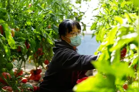 库尔勒市英下乡“蔬”写绿色致富路图片