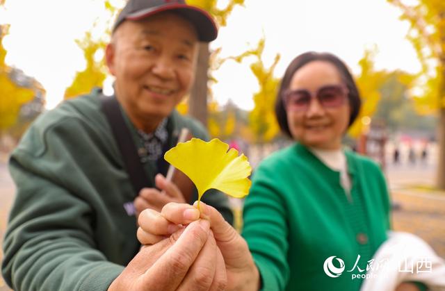 山西太原：秋染晋祠 百年银杏披“金甲”