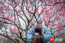 梅花樱桃花纷纷绽放，周末南京梅花山、玄武湖迎来又一轮观赏期图片
