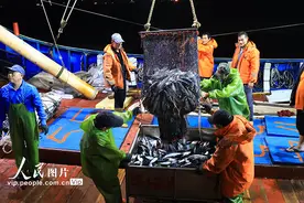 浙江玉环：渔船回港 海鱼满仓图片