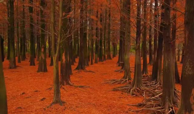 把冬天拍成油画！上饶这片水杉林，氛围感直接拉满