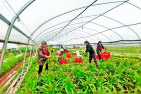 重庆荣昌区：8万亩冬季蔬菜成熟上市图片