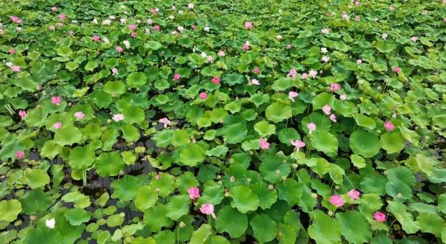 一巷千年韵，半庭旅居诗 | 四季康养·旅居楚雄
