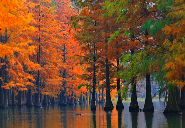 杉树红了！魔都藏着绝美水上森林→