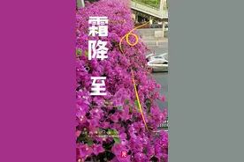 早参 | 10月份广州一手房网签数据亮眼；冷空气到货，广州今天明显变凉图片