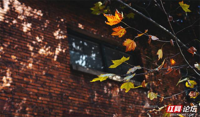 你也在追寻什么吗？也许答案就在下一片枫叶里