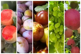 新疆秋天“梨”不开谁？图片