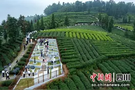 四川夹江：茶生产技术专家齐聚探讨“低碳茶”发展之路图片
