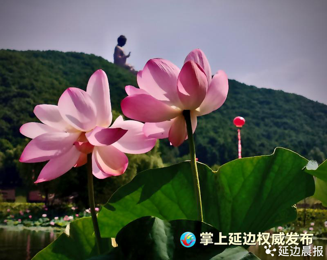 浪漫夏日，为“荷”到延边！赏荷地图来了~