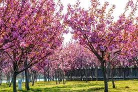 羊亭河的樱花开了图片