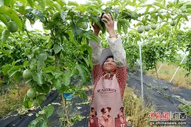 贵港港北区武乐镇：百香果变身助农“致富果”图片