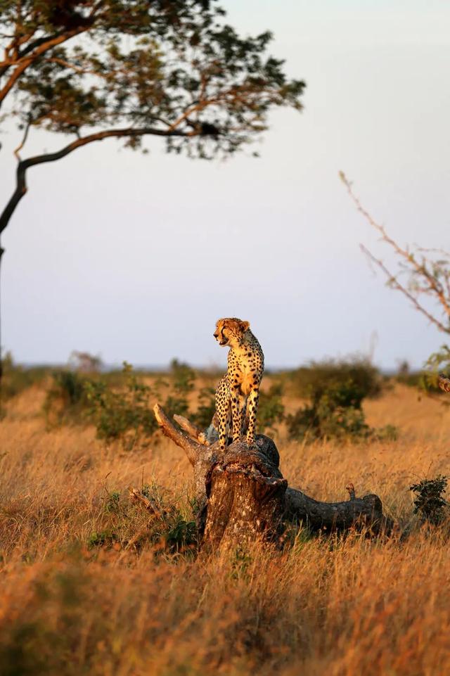 南非暖冬・野奢大年｜与天乐同行，在非洲暖阳里解锁新春新境