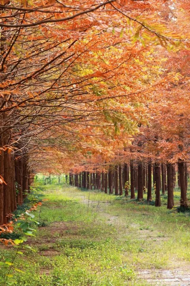 日照色彩派对开启！“美拉德”风景正当时！